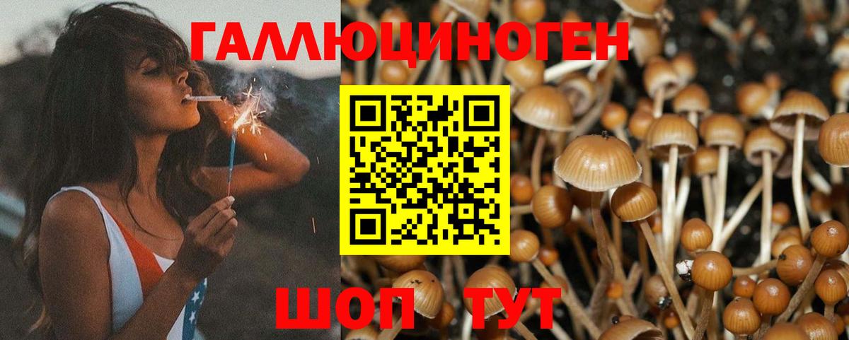 Псилоцибиновые грибы Cubensis Истра
